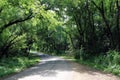 old paved road running through forest woodland Royalty Free Stock Photo
