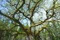 Old peak tree in Finland /Lohja