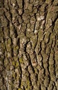 Old pear tree bark texture with moss. Royalty Free Stock Photo