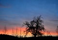 Old pear tree in a natural neglected orchard. Early morning at sunrise. silhouette, blue sky hills and orange sunrise. pears live