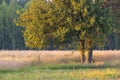 Old pear tree in summer Royalty Free Stock Photo