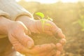 Old Peasant Hands holding green young Plant in Sunlight Rays Royalty Free Stock Photo