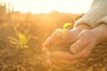 Old Peasant Hands holding green young Plant in Sunlight Rays Royalty Free Stock Photo