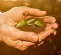 Old Peasant Hands holding green young Plant in Sunlight Rays Royalty Free Stock Photo