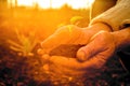 Old Peasant Hands holding green young Plant in Sunlight Rays Royalty Free Stock Photo