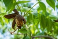 Old pecan nut and husk hanging from a branch with new green leaves and male flowers