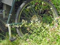 Old peddle bicycle wheel in wild garden overgrown meadow