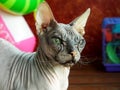 Old pedigreed cat breed don Sphinx