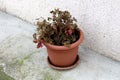 Old Pelargonium perennial flowering plant with shriveled pink flowers and dry dark brown leaves growing in small flower pot Royalty Free Stock Photo