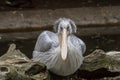 An old pelican watching Royalty Free Stock Photo