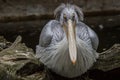 An old pelican watching Royalty Free Stock Photo