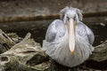 An old pelican watching Royalty Free Stock Photo
