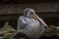 An old pelican watching Royalty Free Stock Photo
