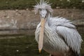 An old pelican watching Royalty Free Stock Photo