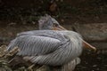 An old pelican watching Royalty Free Stock Photo