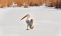 Old pelican in winter Royalty Free Stock Photo