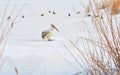 Old pelican in winter Royalty Free Stock Photo