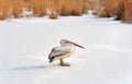 Old pelican in winter Royalty Free Stock Photo