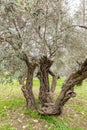 Old perennial olive trees grow in the Gey Ben Hinnom Park - called in the Holy Books as the Blazing Inferno in Jerusalem city in