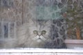 An old persian cat looks out the window in fright Royalty Free Stock Photo