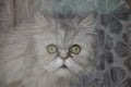 An old persian cat looks out the window in fright Royalty Free Stock Photo