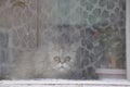 An old persian cat looks out the window in fright Royalty Free Stock Photo