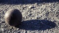 Old petanque balls on the ground. Steel ball on the ground. Light and shadow. Royalty Free Stock Photo