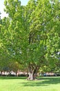 Old petiolate oak Quercus robur L. in the square. Potsdam, Germany Royalty Free Stock Photo