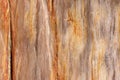 Old petrified teak wood, fossil texture