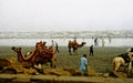 Old photo of the beach of Karachi, Pakistan with camels