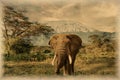 Old photo of elephants on Kilimanjaro in Amboseli National Park in Kenya Royalty Free Stock Photo