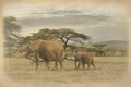 Old photo of elephants on Kilimanjaro in Amboseli National Park in Kenya Royalty Free Stock Photo