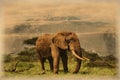 Old photo of elephants on Kilimanjaro in Amboseli National Park in Kenya Royalty Free Stock Photo