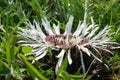 Old picture 2008 of Carlina acaulis, the stemless carline thistle, dwarf carline thistle, or silver thistle