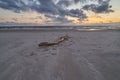 Old piece of wood on the beach of the North Sea in front of scenic sunset Royalty Free Stock Photo