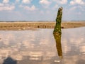 Old piece of wood in puddle on tidal flats at low tide in Slijkgat, Stellendam, Zuid-Holland, Netherlands