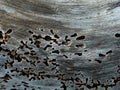 Old pieces of wood eaten by termites, Tree bark and Wood texture