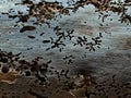 Old pieces of wood eaten by termites, Tree bark and Wood texture