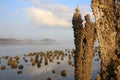 Old Pier Pilings covered in shells and barnacles. low tide