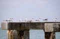 Old pier pilings with terns and gulls, at Boca Gra Royalty Free Stock Photo