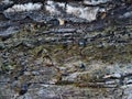 Old pier. Shabby green wooden background. Rustic style. Favorite wallpaper. The texture of wood boards Royalty Free Stock Photo