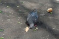 An old pigeon trying to peck a piece of bread Royalty Free Stock Photo