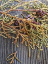 dry pine branches on a flat wooden surface