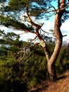 A old pine