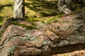 Old pine bark texture covered with moss, a close-up view to a pine trunk in the forest of Curonian Spit