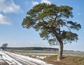 Old pine by a dirt road.