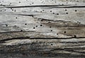 Old pine drift wood texture closeup Royalty Free Stock Photo