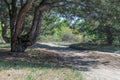 Old pine forest on sunny day. Panorama of natural coniferous trees. Royalty Free Stock Photo