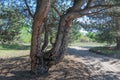 Old pine forest on sunny day. Panorama of natural coniferous trees. Royalty Free Stock Photo