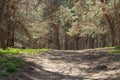 Old pine forest on sunny day. Panorama of natural coniferous trees. Royalty Free Stock Photo